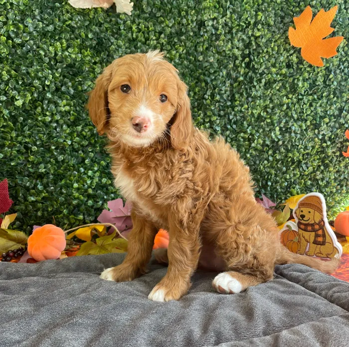 Female Mini Goldendoodle puppy named Tessa for sale at Puppy Dreams - West Little Rock.