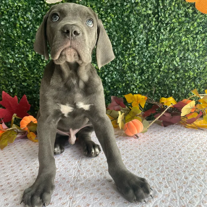 Male Cane Corso puppy named Blue for sale at Puppy Dreams - West Little Rock.