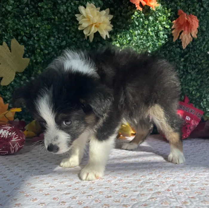 Female Mini Aussie puppy named Echo for sale at Puppy Dreams - West Little Rock.
