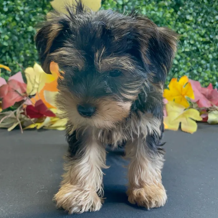 Male Yorkie puppy named Bodie for sale at Puppy Dreams - West Little Rock.