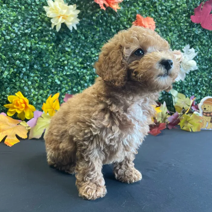 Male Mini Poodle puppy named Arlo for sale at Puppy Dreams - West Little Rock.