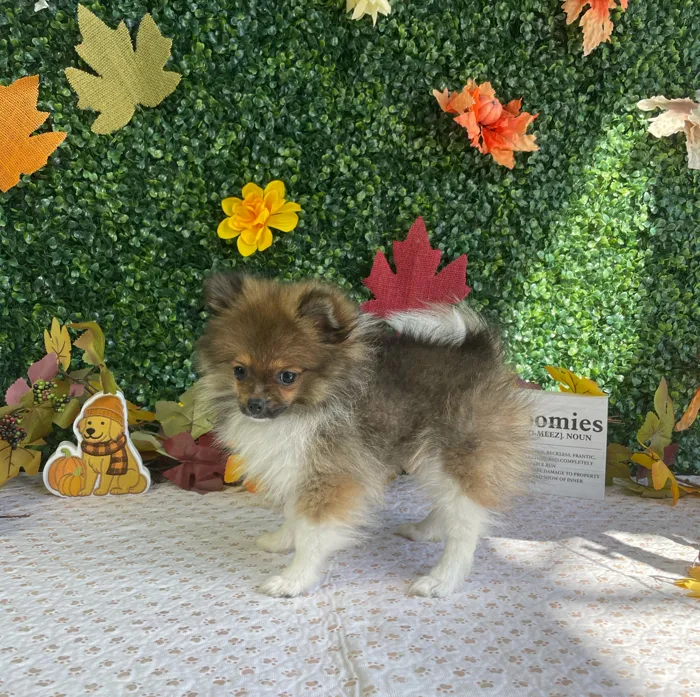 Male Pomeranian puppy named Sundae for sale at Puppy Dreams - West Little Rock.