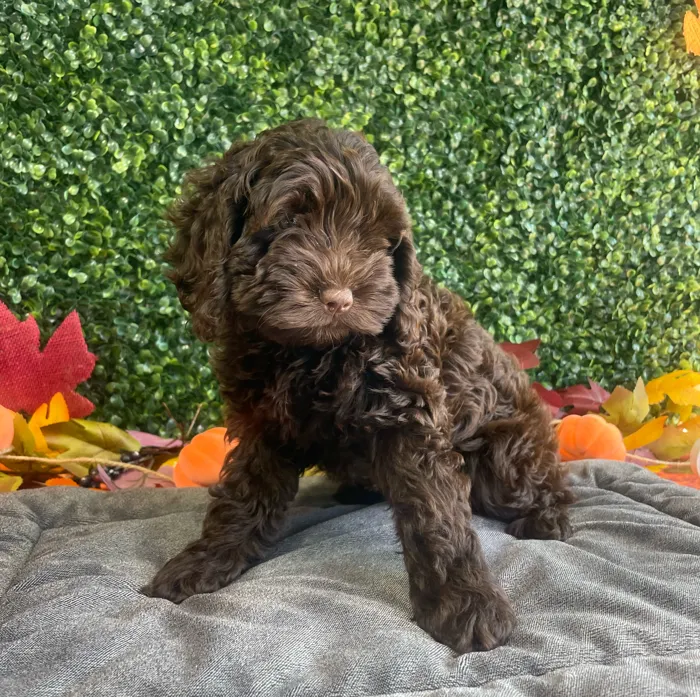 Female Cavapoo puppy named Piper for sale at Puppy Dreams - West Little Rock.