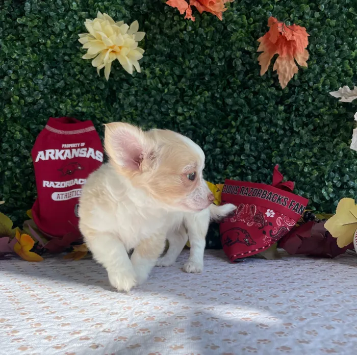 Female Chihuahua puppy named Raven for sale at Puppy Dreams - West Little Rock.