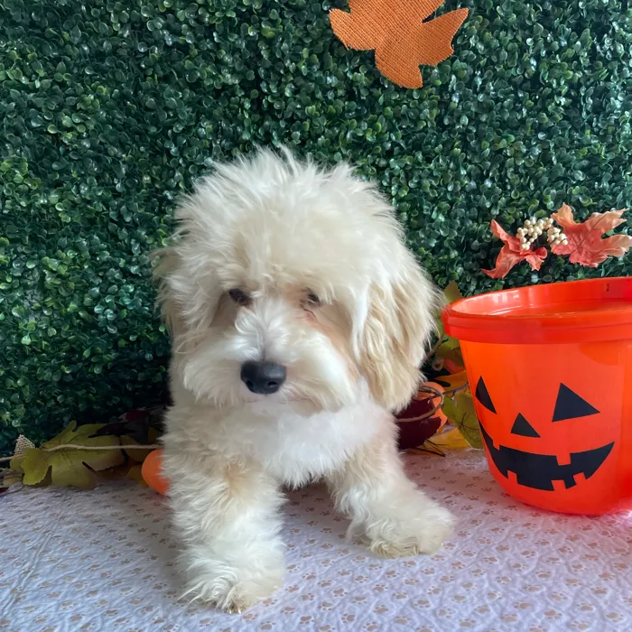 Male Bichon-Poodle puppy named Danish for sale at Puppy Dreams - West Little Rock.