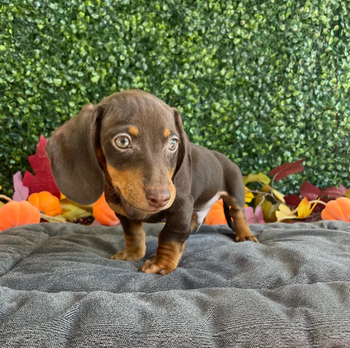 Male Dachshund puppy named Miles for sale at Puppy Dreams - West Little Rock.