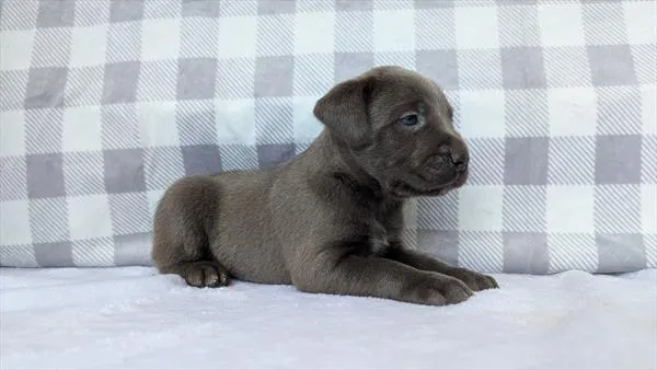 Female Cane Corso puppy named Sapphire for sale at Puppy Dreams - West Little Rock.