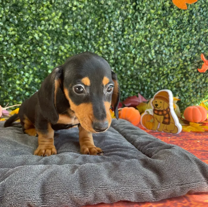 Male Dachshund puppy named Murphy for sale at Puppy Dreams - West Little Rock.