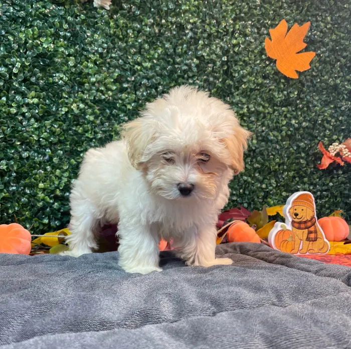 Female Maltipoo puppy named Trixie for sale at Puppy Dreams - West Little Rock.