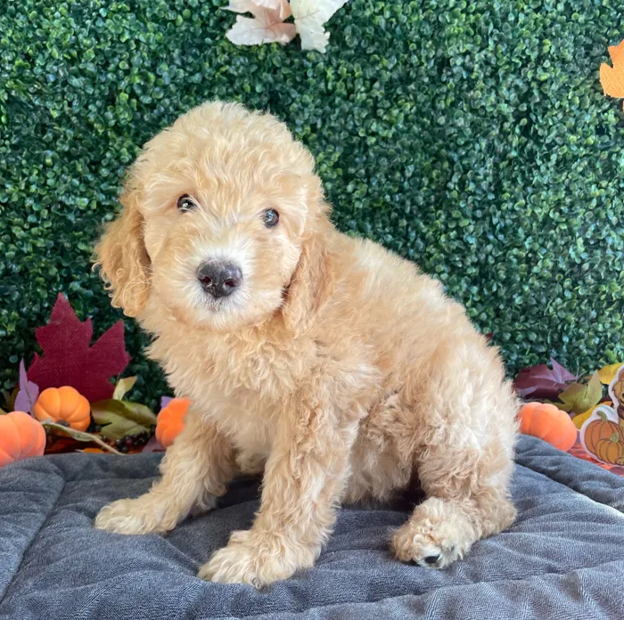 Male Mini Goldendoodle puppy named Sevyn for sale at Puppy Dreams - West Little Rock.