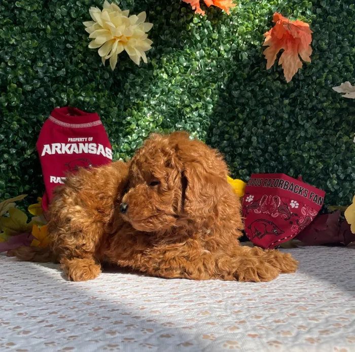 Male Mini Goldendoodle puppy named Onyx for sale at Puppy Dreams - West Little Rock.