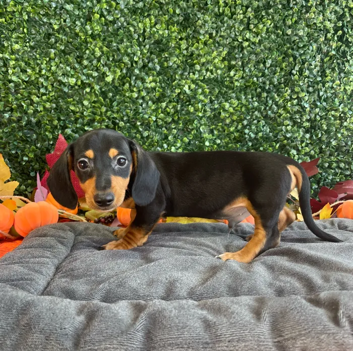 Male Dachshund puppy named Murphy for sale at Puppy Dreams - West Little Rock.
