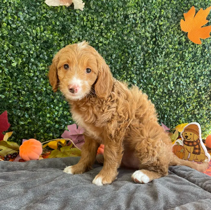 Female Mini Goldendoodle puppy named Tessa for sale at Puppy Dreams - West Little Rock.
