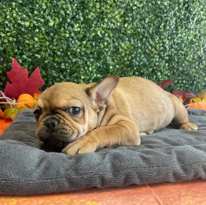 Female French Bulldog puppy named Honey for sale at Puppy Dreams - West Little Rock.