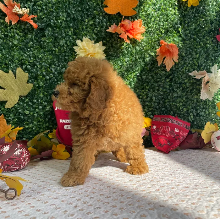 Female Mini Goldendoodle puppy named Indigo for sale at Puppy Dreams - West Little Rock.