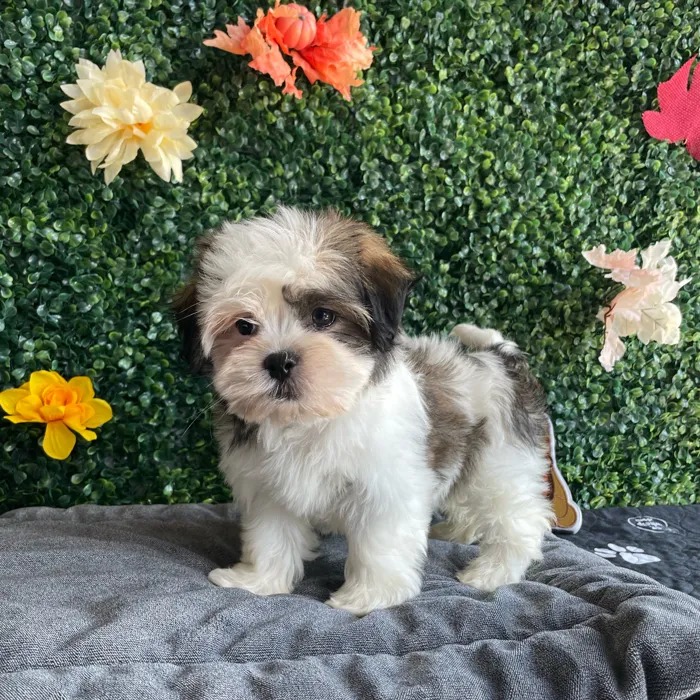 Female Havashu puppy named Ivy for sale at Puppy Dreams - West Little Rock.