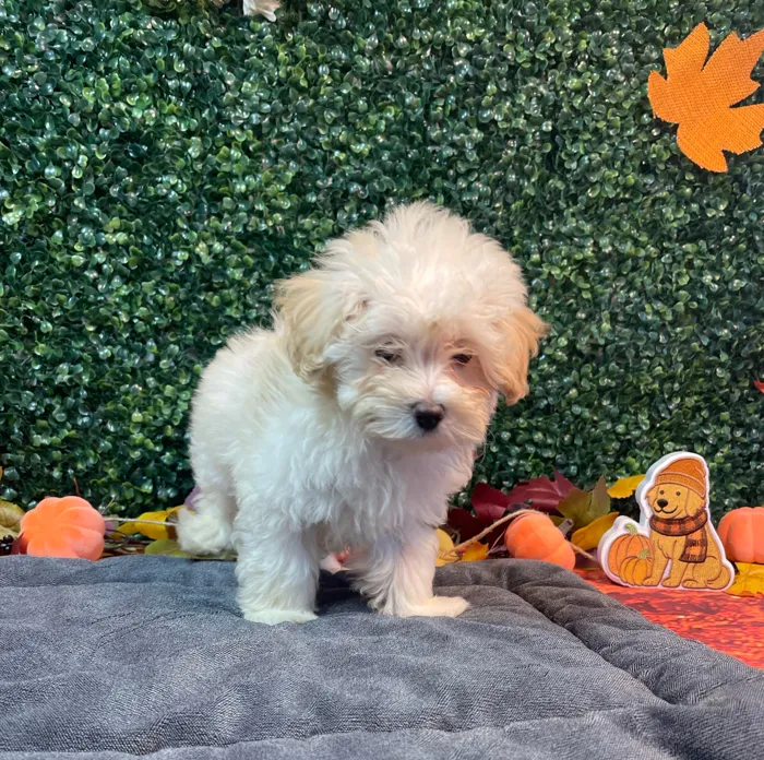 Female Maltipoo puppy named Trixie for sale at Puppy Dreams - West Little Rock.