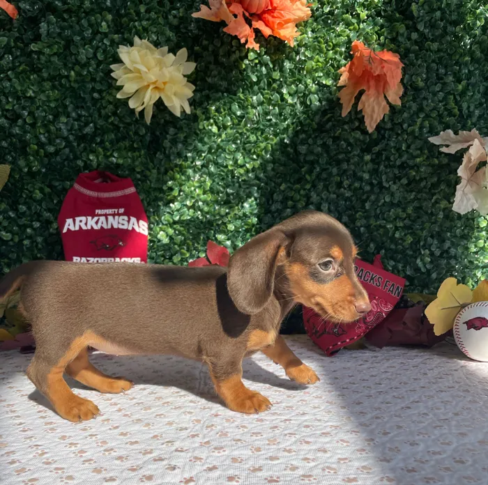 Female Dachshund puppy named Storm for sale at Puppy Dreams - West Little Rock.