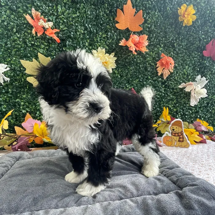 Male Bernedoodle puppy named Scooter for sale at Puppy Dreams - West Little Rock.