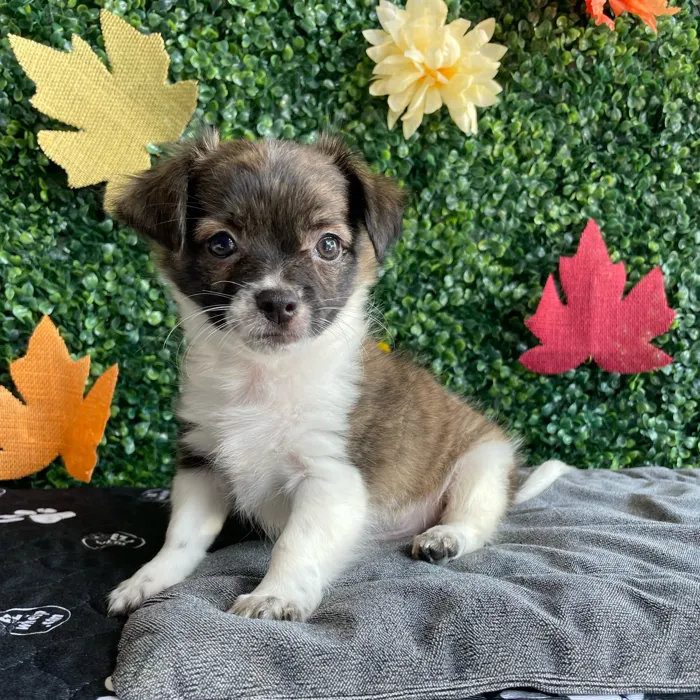 Male Chihuahua puppy named Moose for sale at Puppy Dreams - West Little Rock.