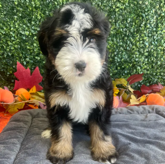 Female Bernedoodle puppy named Winnie for sale at Puppy Dreams - West Little Rock.