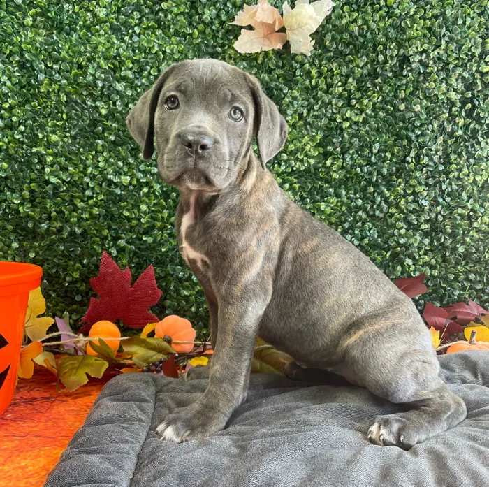 Female Cane Corso puppy named Daisy for sale at Puppy Dreams - West Little Rock.