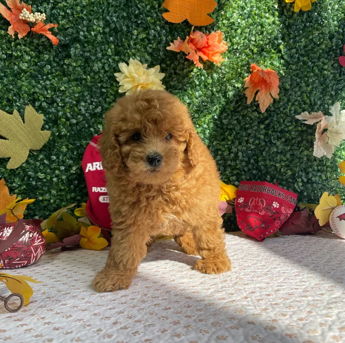 Female Mini Goldendoodle puppy named Indigo for sale at Puppy Dreams - West Little Rock.