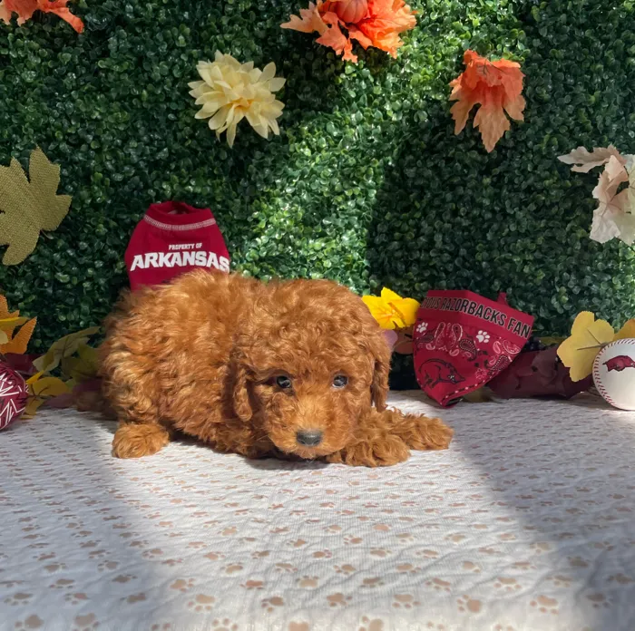 Male Mini Goldendoodle puppy named Onyx for sale at Puppy Dreams - West Little Rock.
