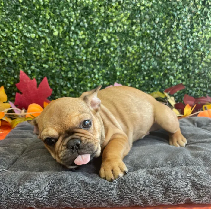Female French Bulldog puppy named Honey for sale at Puppy Dreams - West Little Rock.