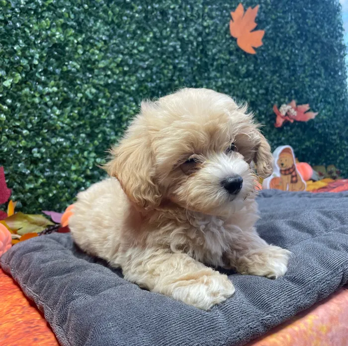 Female Maltipoo puppy named Vikki for sale at Puppy Dreams - West Little Rock.