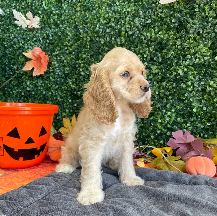 Female Cocker Spaniel puppy named Ellie for sale at Puppy Dreams - West Little Rock.