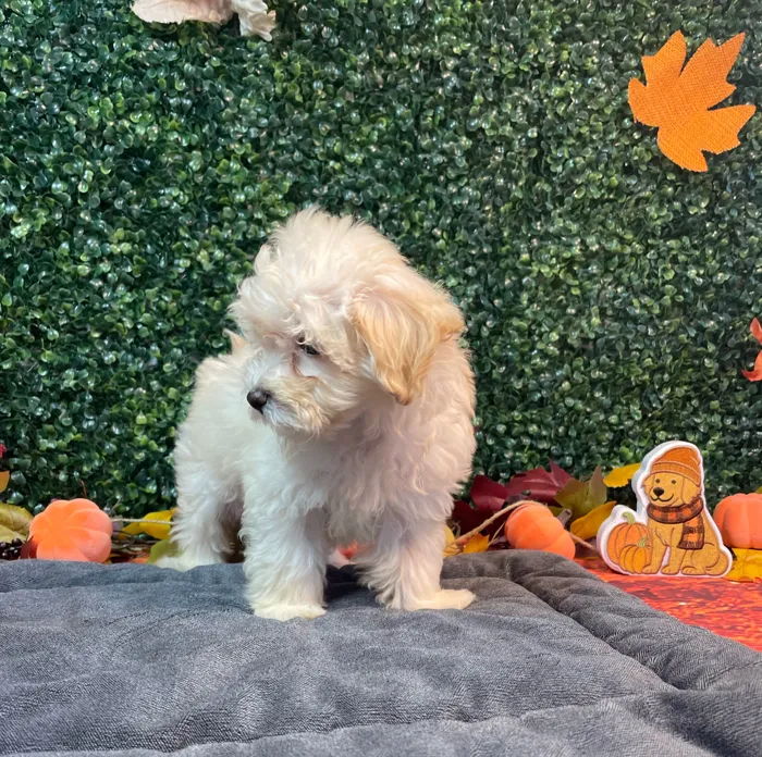 Female Maltipoo puppy named Trixie for sale at Puppy Dreams - West Little Rock.