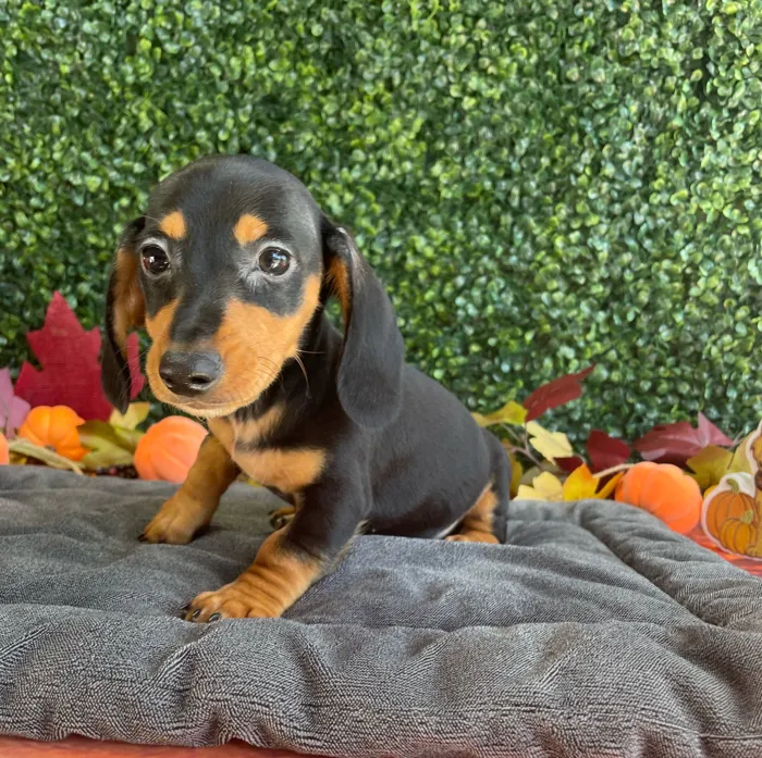 Male Dachshund puppy named Murphy for sale at Puppy Dreams - West Little Rock.
