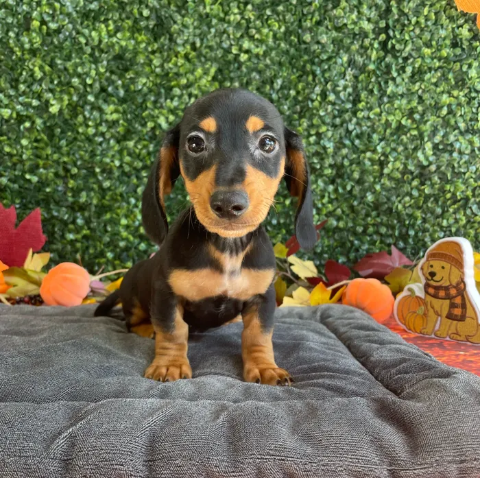 Male Dachshund puppy named Murphy for sale at Puppy Dreams - West Little Rock.