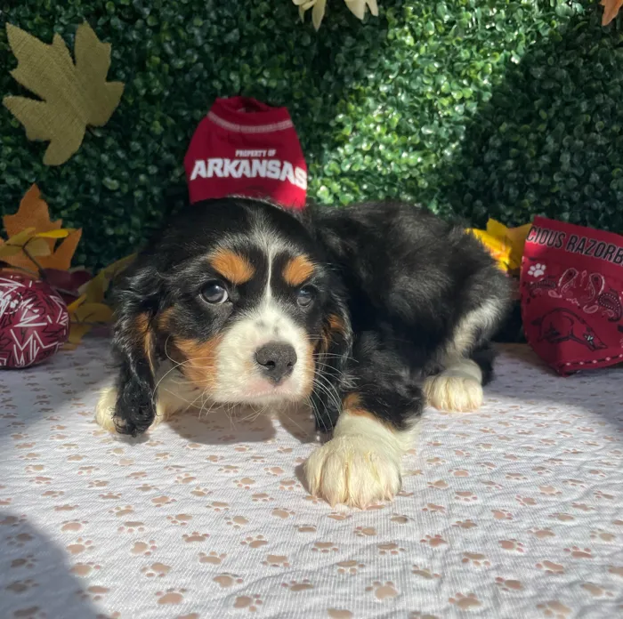 Male Cavalier King Charles Spaniel puppy named Knox for sale at Puppy Dreams - West Little Rock.