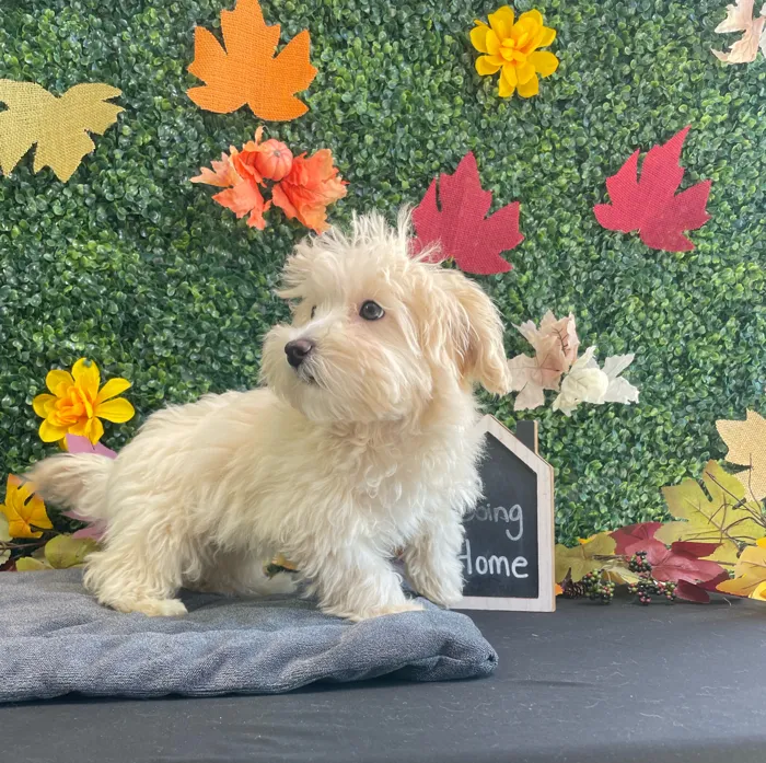 Female Maltipoo puppy named Saffron for sale at Puppy Dreams - West Little Rock.