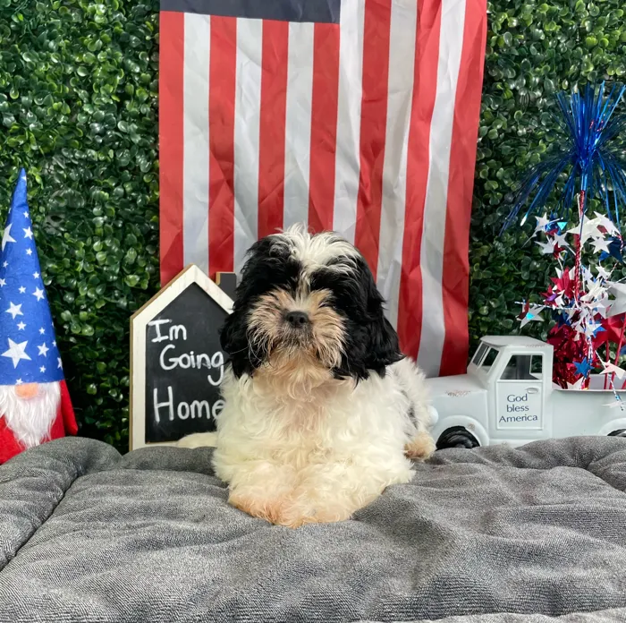 Female Shih Tzu puppy named Elaine for sale at Puppy Dreams - West Little Rock.