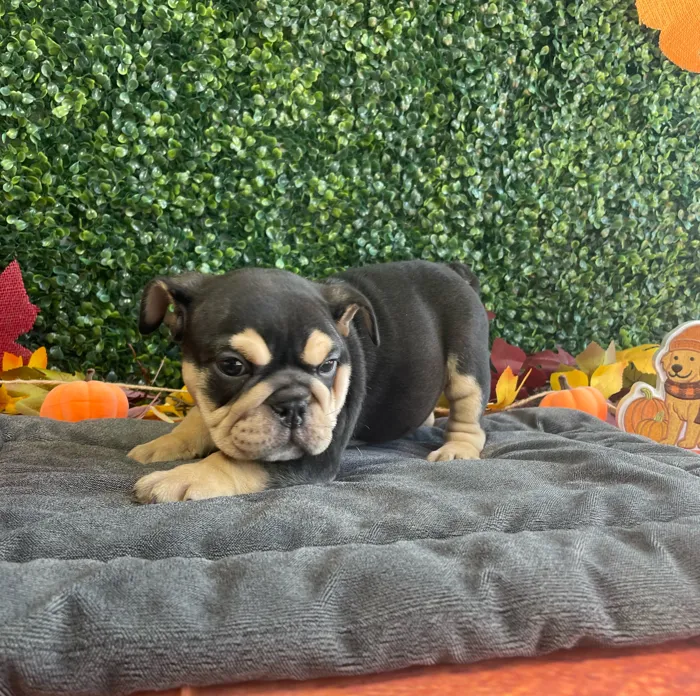 Male English Bulldog puppy named Bubbles for sale at Puppy Dreams - West Little Rock.