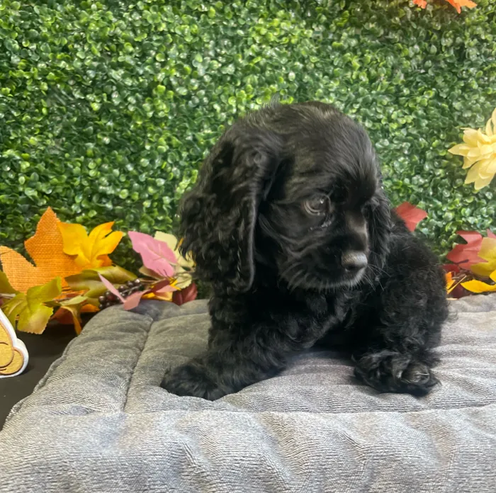 Male Cocker Spaniel puppy named Billy for sale at Puppy Dreams - West Little Rock.