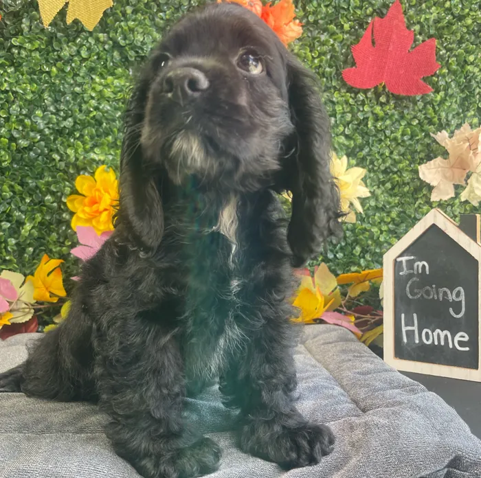 Male Cocker Spaniel puppy named Billy for sale at Puppy Dreams - West Little Rock.
