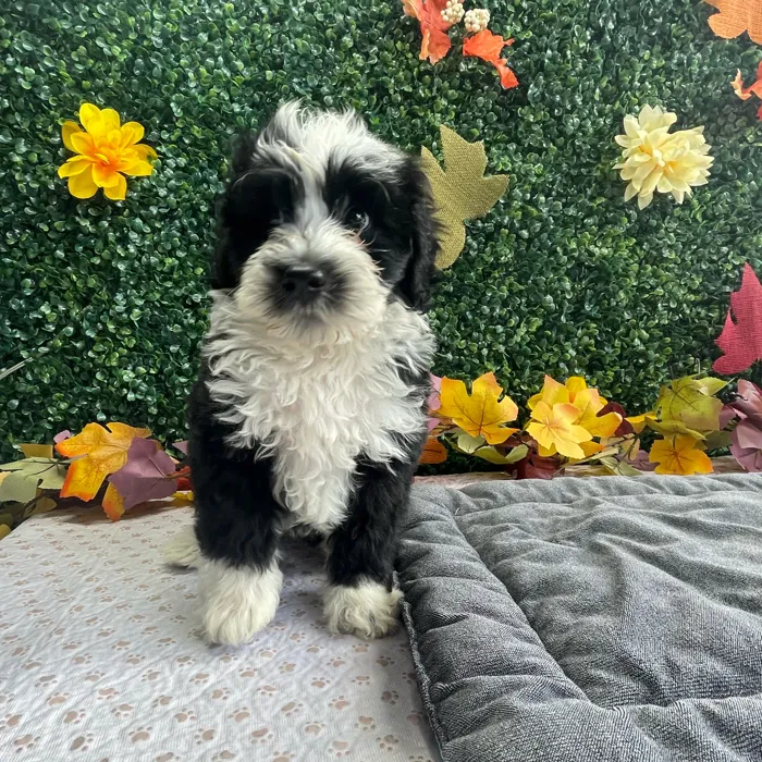 Male Bernedoodle puppy named Scooter for sale at Puppy Dreams - West Little Rock.