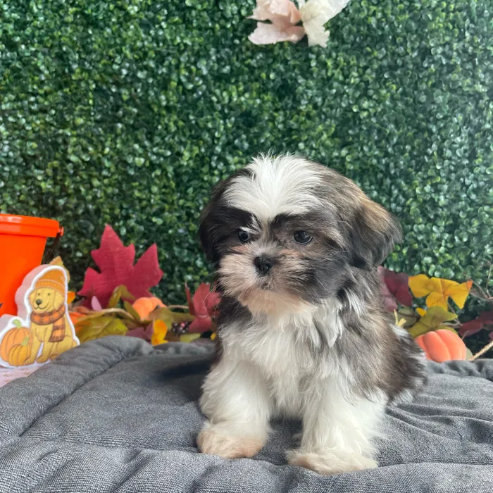 Female Shih Tzu puppy named Wanda for sale at Puppy Dreams - West Little Rock.