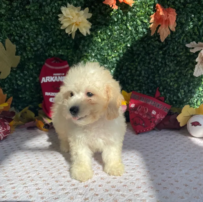 Male Bichon-Poodle puppy named Lemon for sale at Puppy Dreams - West Little Rock.