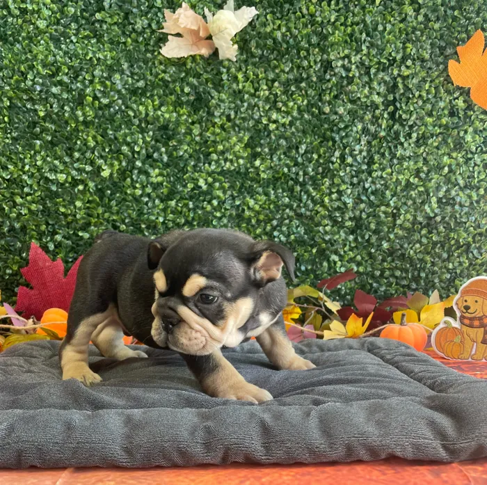 Male English Bulldog puppy named Bubbles for sale at Puppy Dreams - West Little Rock.