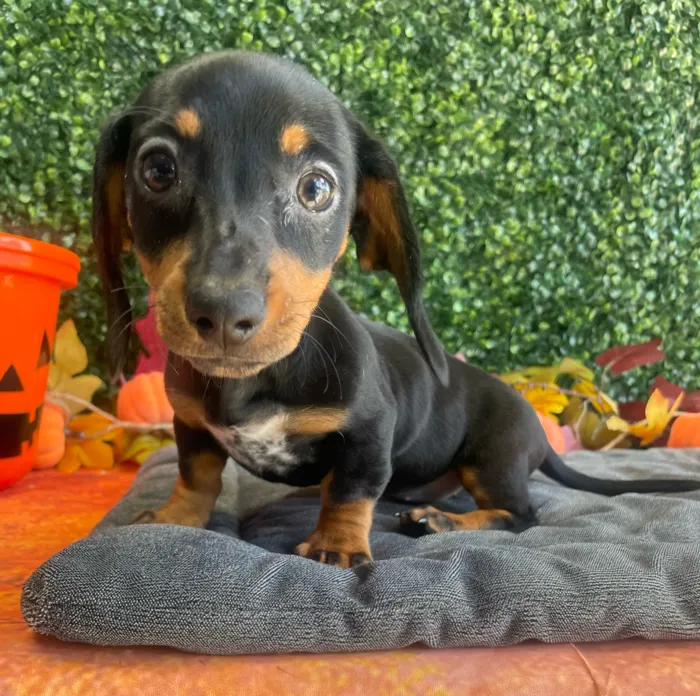 Female Dachshund puppy named Lucy for sale at Puppy Dreams - West Little Rock.