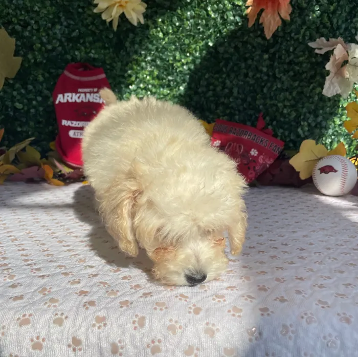 Male Bichon-Poodle puppy named Lemon for sale at Puppy Dreams - West Little Rock.