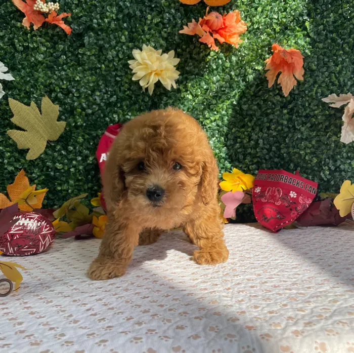 Female Mini Goldendoodle puppy named Indigo for sale at Puppy Dreams - West Little Rock.