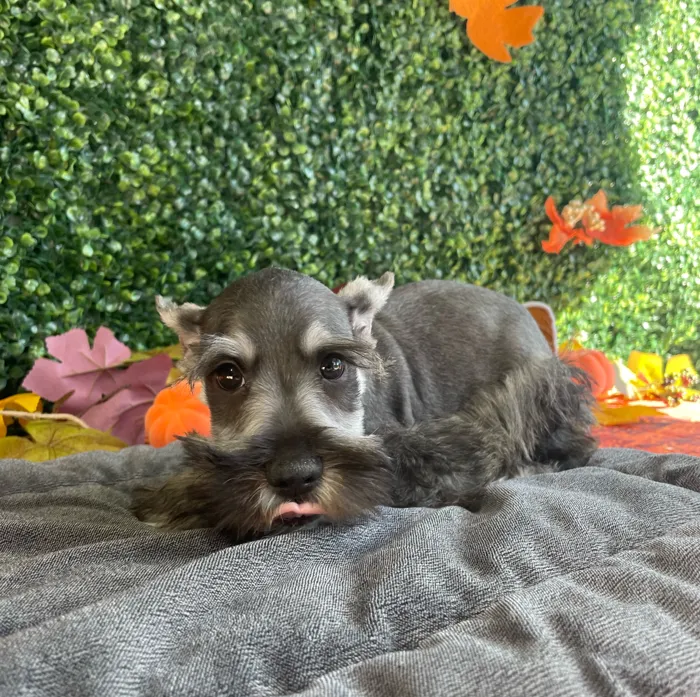 Male Mini Schnauzer puppy named Wesley for sale at Puppy Dreams - West Little Rock.
