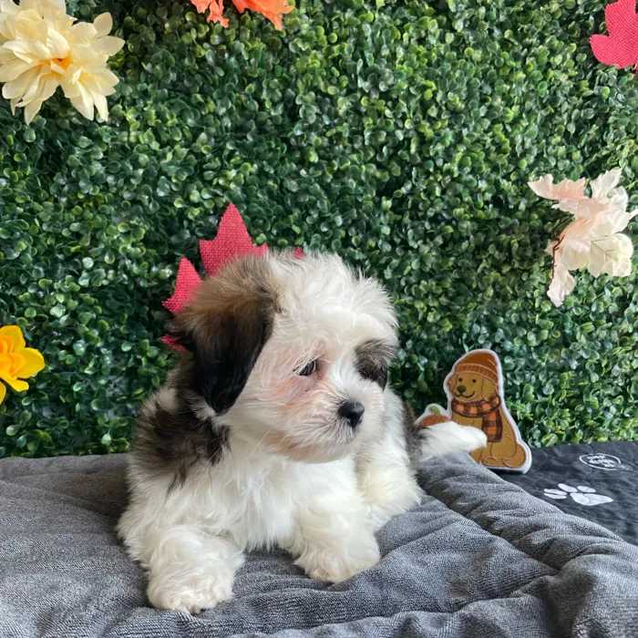 Female Havashu puppy named Ivy for sale at Puppy Dreams - West Little Rock.