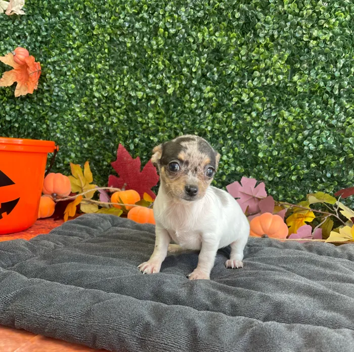 Male Chihuahua puppy named Biscuit for sale at Puppy Dreams - West Little Rock.